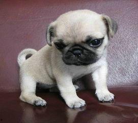 巴哥新爆料明哥视频大全,揭秘明哥视频大全背后的惊人真相 第3张 巴哥新爆料明哥视频大全,揭秘明哥视频大全背后的惊人真相 第3张