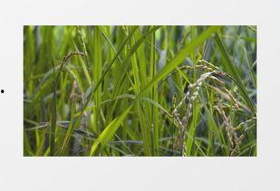 绿色大米爆料视频大全集,揭秘绿色大米背后的秘密与真相  第3张