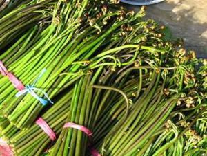 爆料地狱火蕨最新视频,揭秘植物界的奇异现象